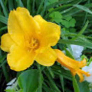 Meet your Posher, Fantasya24